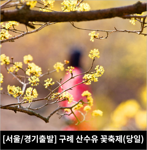 [서울/경기출발] 구례 산수유꽃 축제(당일)
