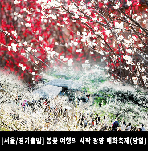 [서울/경기출발] 광양 봄꽃 여행의 시작 매화 꽃 천국 '광양매화' (당일)