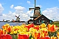 [프라이빗 단독투어]네덜란드 풍차마을 & 암스테르담 오후 투어