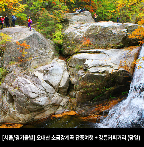 [서울/경기출발] 오대산 소금강계곡 단풍여행 + 강릉커피거리 (당일) 