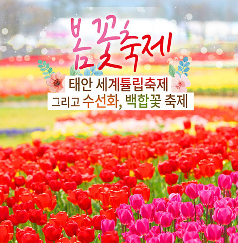 [서울/경기출발] 태안 세계튤립축제, 수선화, 백합꽃 축제(당일)