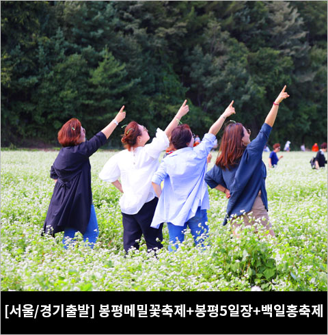 [서울/경기출발]봉평메밀꽃축제+봉평5일장+백일홍축제 (당일)