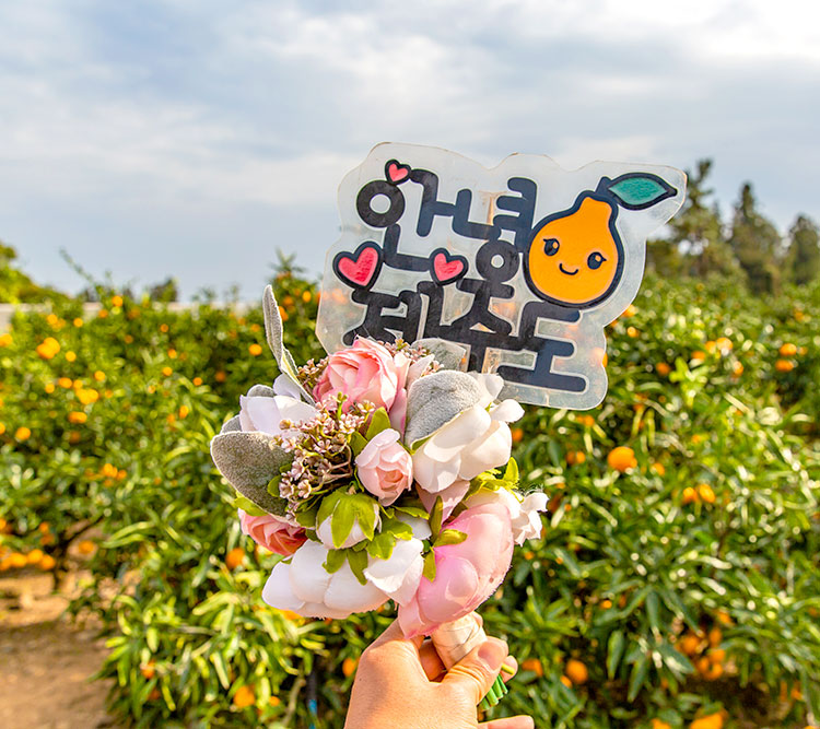 제주왕감귤체험농장