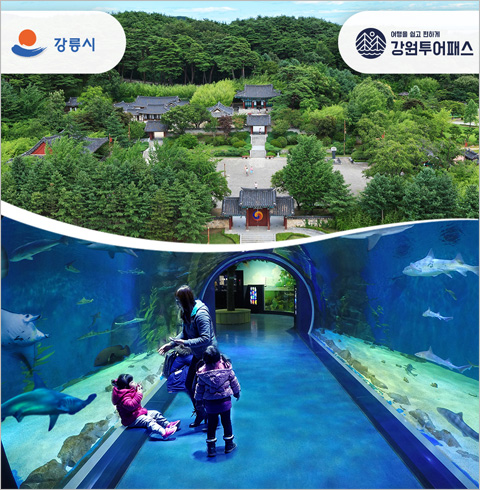 [강원] 강릉투어패스-경포아쿠아리움+오죽헌 성인 1인권(~12월권)