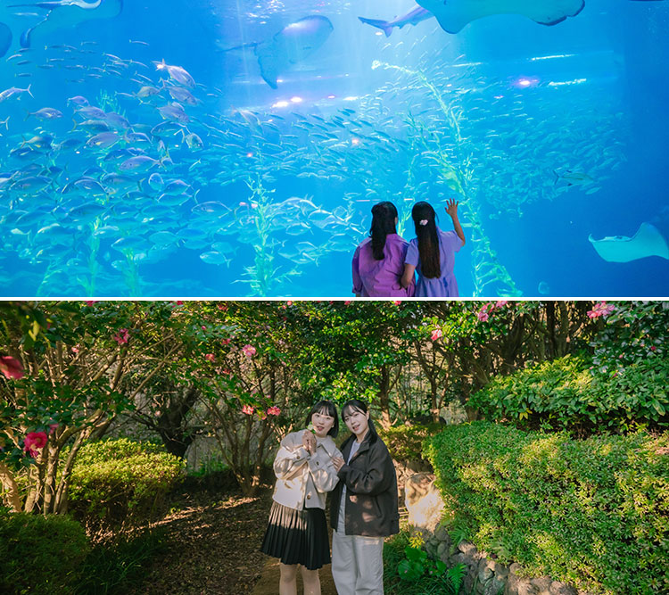 아쿠아플라넷 제주+카멜리아힐|구매혜...