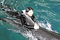 [제주/서귀포] 마린파크 돌핀스위밍 