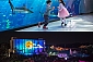 아쿠아플라넷 제주+허브동산|구매혜택|
