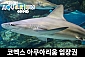코엑스 아쿠아리움 주말/주중/대인/소인 이용권