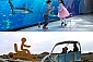 아쿠아플라넷 제주+레일바이크|구매혜택|